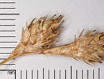 Shortbeak sedge